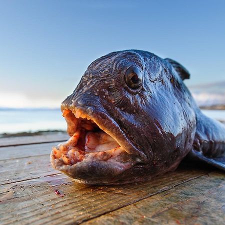 Vikran Vacation: Sea Fishing And Northern Lights Extérieur photo