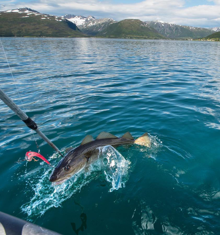Vikran Vacation: Sea Fishing And Northern Lights Extérieur photo