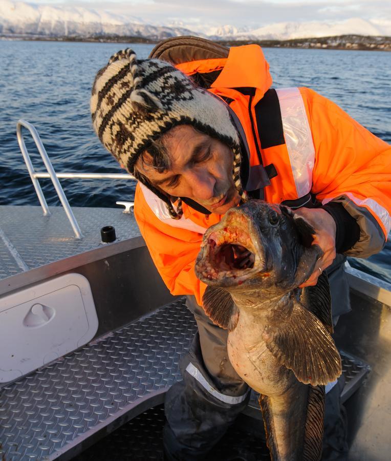 Vikran Vacation: Sea Fishing And Northern Lights Extérieur photo
